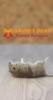 David's Dead Mice Removal Hobart image 7